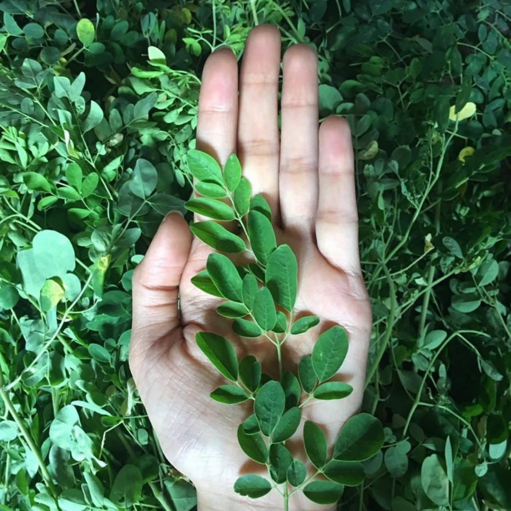 Moringa Leaves from India